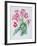 Streptocarpus, C.1985-Brenda Moore-Framed Giclee Print