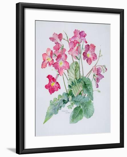 Streptocarpus, C.1985-Brenda Moore-Framed Giclee Print