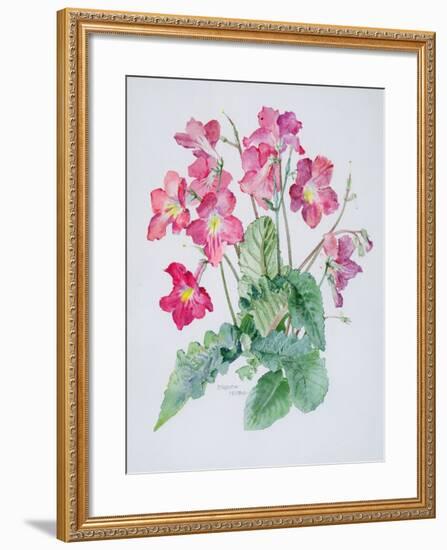 Streptocarpus, C.1985-Brenda Moore-Framed Giclee Print