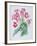 Streptocarpus, C.1985-Brenda Moore-Framed Giclee Print