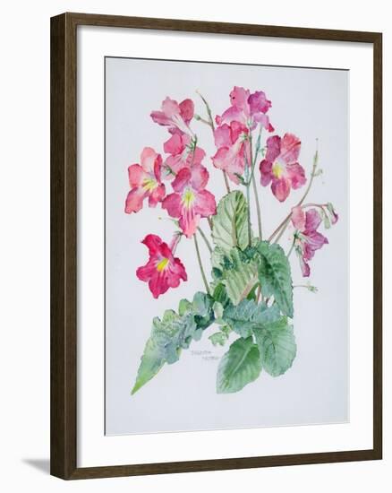 Streptocarpus, C.1985-Brenda Moore-Framed Giclee Print