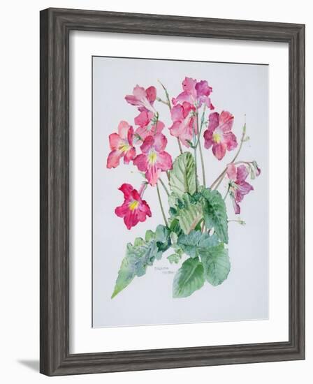 Streptocarpus, C.1985-Brenda Moore-Framed Giclee Print