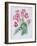 Streptocarpus, C.1985-Brenda Moore-Framed Giclee Print