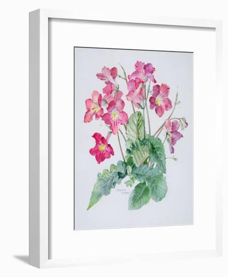 Streptocarpus, C.1985-Brenda Moore-Framed Giclee Print