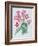 Streptocarpus, C.1985-Brenda Moore-Framed Giclee Print