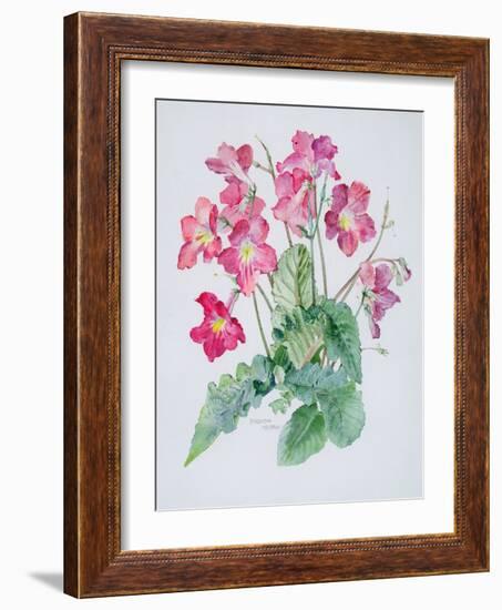 Streptocarpus, C.1985-Brenda Moore-Framed Giclee Print