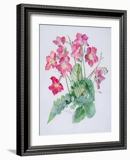 Streptocarpus, C.1985-Brenda Moore-Framed Giclee Print