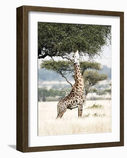 Stretch-Shot by Clint-Framed Giclee Print