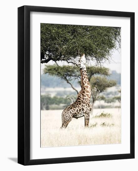 Stretch-Shot by Clint-Framed Giclee Print