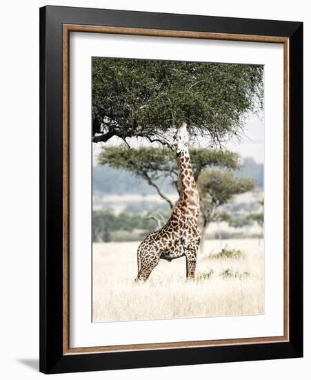 Stretch-Shot by Clint-Framed Giclee Print