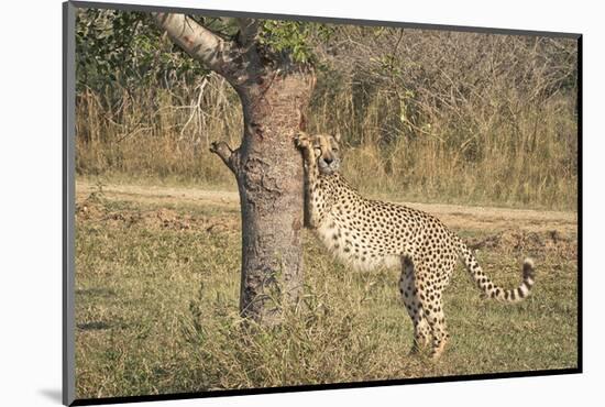 Stretching Cheetah-null-Mounted Art Print