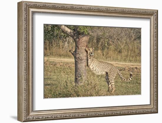 Stretching Cheetah-null-Framed Art Print