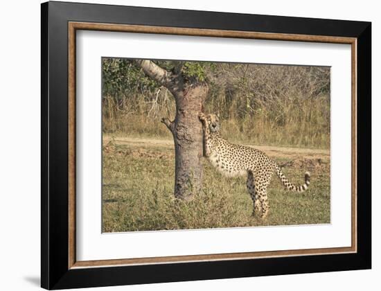 Stretching Cheetah-null-Framed Art Print