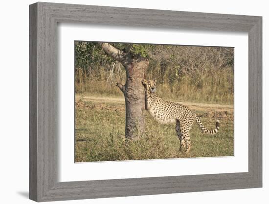 Stretching Cheetah-null-Framed Art Print