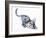 Stretching Cub (Arabian Leopard), 2008-Mark Adlington-Framed Giclee Print