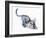 Stretching Cub (Arabian Leopard), 2008-Mark Adlington-Framed Giclee Print