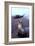 Stretching Seal, Galapagos-Charles Glover-Framed Giclee Print
