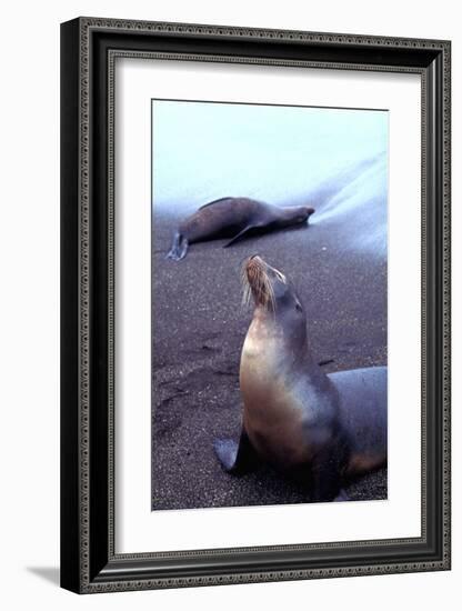 Stretching Seal, Galapagos-Charles Glover-Framed Giclee Print