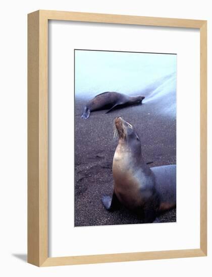 Stretching Seal, Galapagos-Charles Glover-Framed Giclee Print