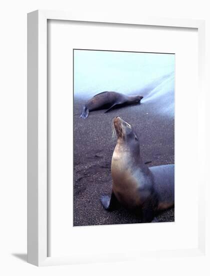 Stretching Seal, Galapagos-Charles Glover-Framed Giclee Print