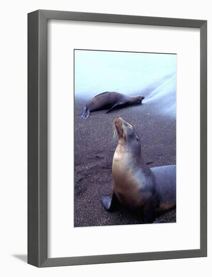 Stretching Seal, Galapagos-Charles Glover-Framed Giclee Print