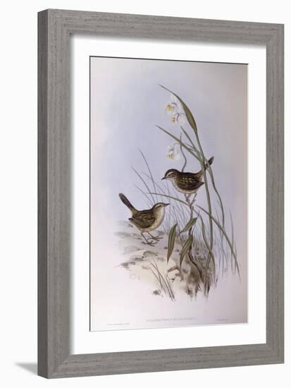 Striated Calamanthus (Calamanthus Fuliginosus)-John Gould-Framed Giclee Print