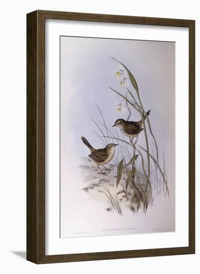 Striated Calamanthus (Calamanthus Fuliginosus)-John Gould-Framed Giclee Print