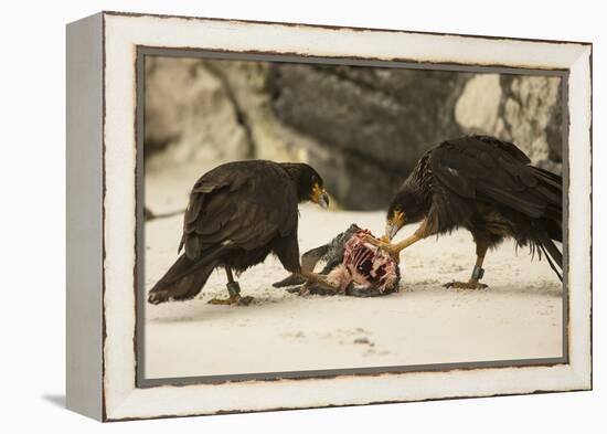 Striated Caracara Eating Carrion-Joe McDonald-Framed Premier Image Canvas