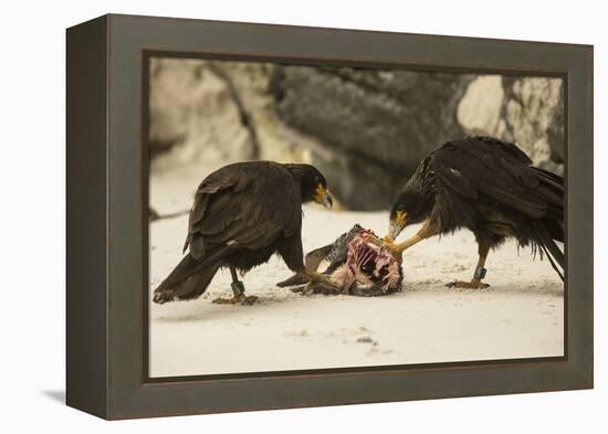 Striated Caracara Eating Carrion-Joe McDonald-Framed Premier Image Canvas