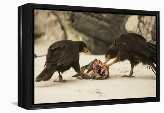 Striated Caracara Eating Carrion-Joe McDonald-Framed Premier Image Canvas