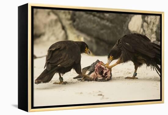 Striated Caracara Eating Carrion-Joe McDonald-Framed Premier Image Canvas