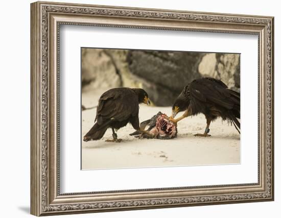 Striated Caracara Eating Carrion-Joe McDonald-Framed Photographic Print