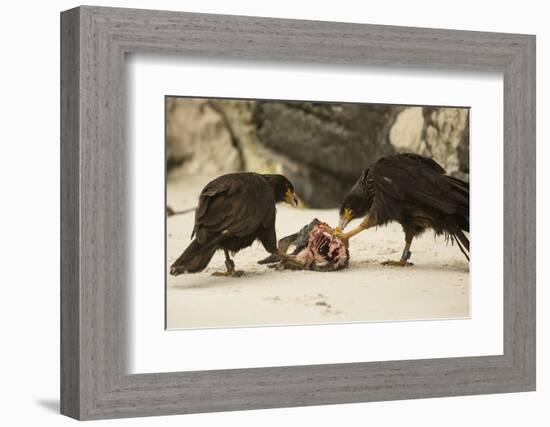 Striated Caracara Eating Carrion-Joe McDonald-Framed Photographic Print