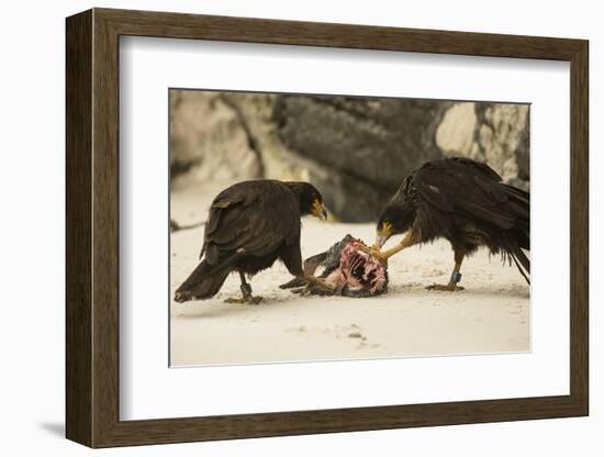 Striated Caracara Eating Carrion-Joe McDonald-Framed Photographic Print