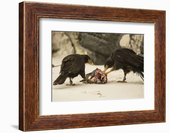 Striated Caracara Eating Carrion-Joe McDonald-Framed Photographic Print