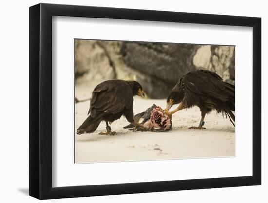 Striated Caracara Eating Carrion-Joe McDonald-Framed Photographic Print