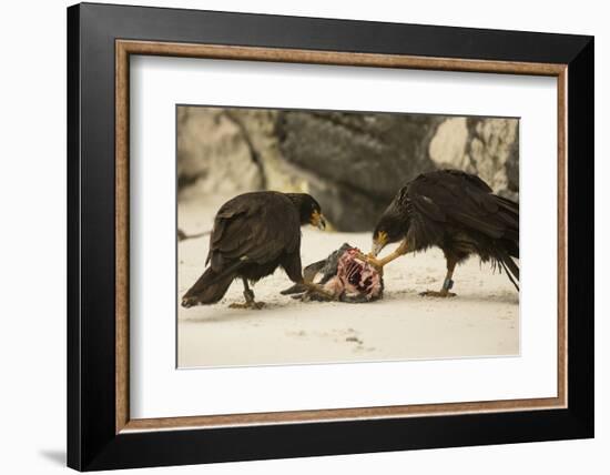 Striated Caracara Eating Carrion-Joe McDonald-Framed Photographic Print