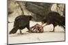 Striated Caracara Eating Carrion-Joe McDonald-Mounted Photographic Print