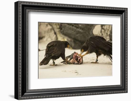 Striated Caracara Eating Carrion-Joe McDonald-Framed Photographic Print