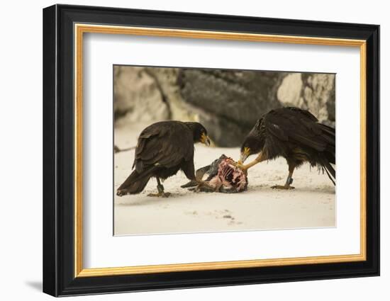 Striated Caracara Eating Carrion-Joe McDonald-Framed Photographic Print