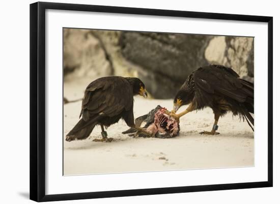 Striated Caracara Eating Carrion-Joe McDonald-Framed Photographic Print