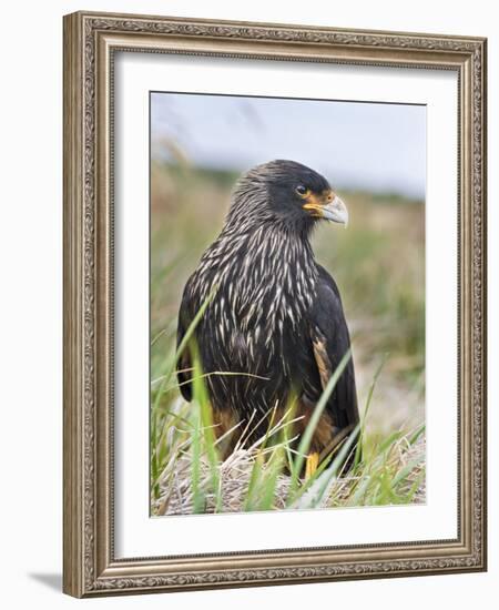 Striated Caracara (Phalcoboenus Australis), Falkland Islands-Martin Zwick-Framed Photographic Print