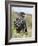 Striated Caracara (Phalcoboenus Australis), Falkland Islands-Martin Zwick-Framed Photographic Print