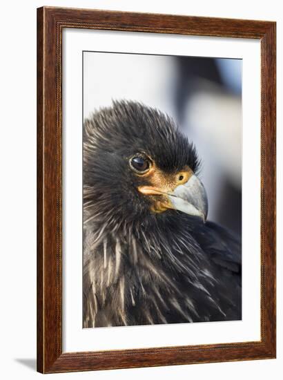 Striated Caracara (Phalcoboenus Australis), Falkland Islands-Martin Zwick-Framed Photographic Print