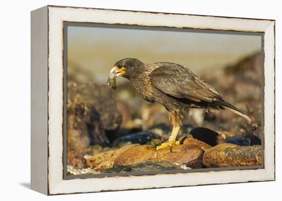 Striated Caracara-Joe McDonald-Framed Premier Image Canvas