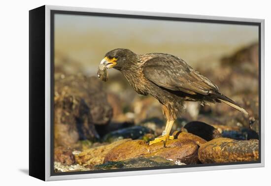 Striated Caracara-Joe McDonald-Framed Premier Image Canvas