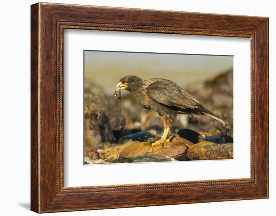 Striated Caracara-Joe McDonald-Framed Photographic Print