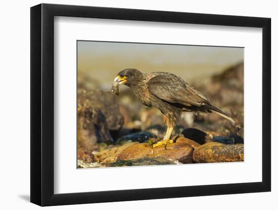 Striated Caracara-Joe McDonald-Framed Photographic Print