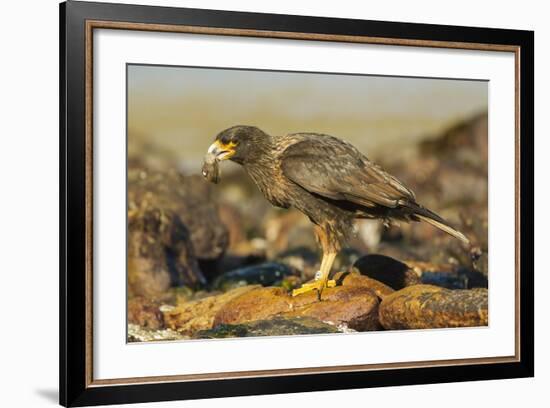 Striated Caracara-Joe McDonald-Framed Photographic Print