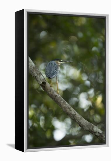 Striated Heron-Joe McDonald-Framed Premier Image Canvas